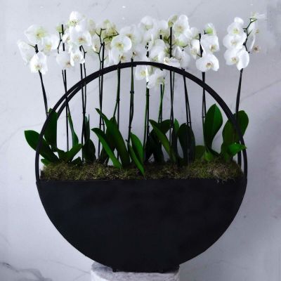Picture of LOOP / WHITE ORCHIDS