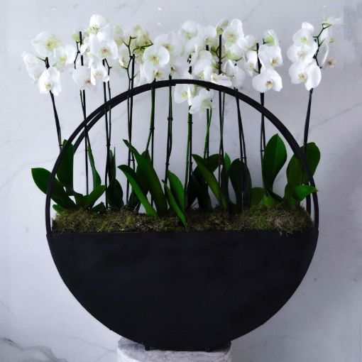 Picture of LOOP / WHITE ORCHIDS
