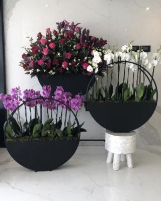 Picture of LOOP / WHITE ORCHIDS